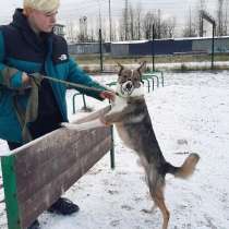 Небольшой симпатичный пёс ищет дом, в Санкт-Петербурге