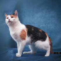 Красавица Тея ищет семью! В дар!, в Москве