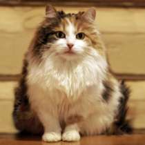 Отдам даром Сладкая Конфетка яркой расцветки, в Москве