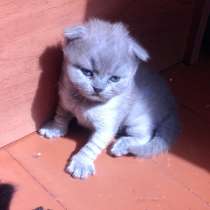 Продам шотландского котенка, в Тихвине