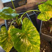 Алоказия Гагаена Аурея Вариегатная, в Смоленске