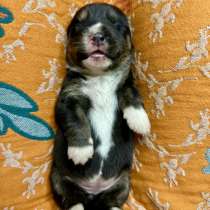 Долгожданные Вельш Корги Кардиганы, в Санкт-Петербурге