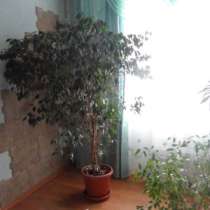 комнатные растения, в Тюмени