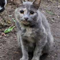Трехцветная кошечка погибает на улице, в Москве