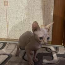 Продам в хорошие руки, в г.Лебедин