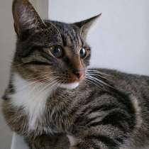 Кот - в добрые руки, в Калининграде