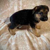 Продажа немочек щенят !, в Прокопьевске