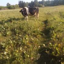 Корова или первотелка, в Новосибирске
