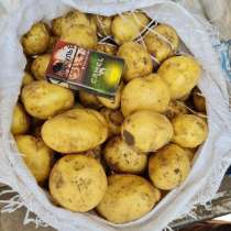 Картофель, в Пскове