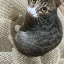 Котёнок, в Красноярске