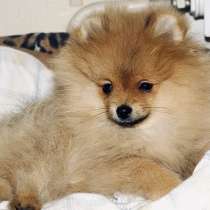 Померанский шпиц, в Уссурийске