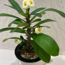 Молочай миля, в Домодедове