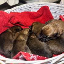 Продаются щенки бельгийской овчарки малинуа, в Москве