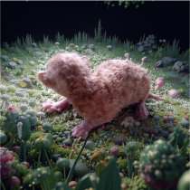 Уральский рекс кудрявые кошки, в Москве