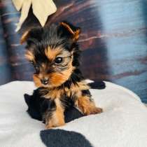 Йоркширский терьер, в Уссурийске