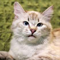 Молодая кошечка Ваниль в добрые руки, в Москве