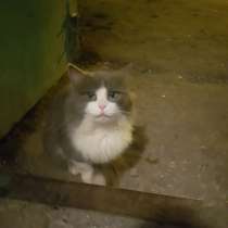 Котик, в Рыбинске