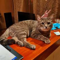 Кот Тэдди, в Москве