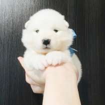 Щенки самоедской лайки, в Сергиевом Посаде