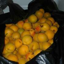 Продаются абрикосы, в г.Балхаш