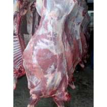 Продам мясо говядина оптом, в Ижевске