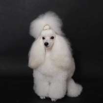 Puppies of the white toy poodle, в г.Дубай