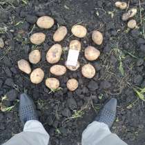 Картофель оптом без посредников от производителя, в Чебоксарах
