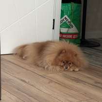 Куплю шпица до 10 000) свердловская област, в Екатеринбурге