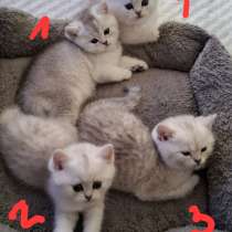 Британские котята, в г.Билефельд