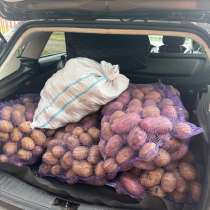 Продам картофель, в Чебоксарах