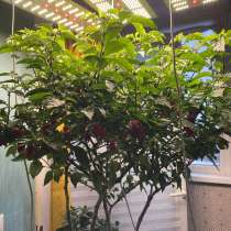 Перцы Каролина Рипер 4 штуки, в Москве