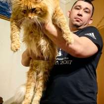 Котята мейн-кун, в Чехове