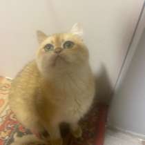 Вязка кот, в Майкопе