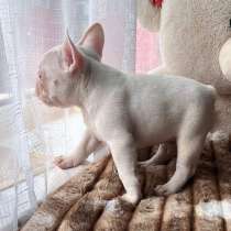 Щенки, в Уссурийске