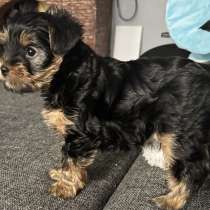 Продаю щенков йоркширский терьер, в Волгограде
