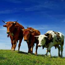 Коровы бычки телята Саратов, в Саратове