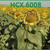 НСХ 6008 семена подсолнечника гибрид среднеранний, в Краснодаре