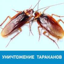 Уничтожение насекомых, в Калининграде