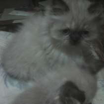 Персидские котятки, в Москве