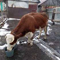 Корова дойная, в Липецке