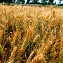 Семена Пшеницы, подсолнух, Бобовые, Ячмень Пшеница Горох КФХ, в Волгограде