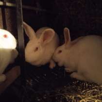 Продам кроликов породы паннон, в г.Мариуполь