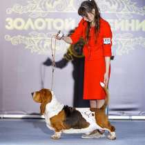 Бассет хаунда щенки от Чемпиона Мира, в Москве