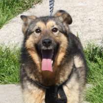 Дружелюбный, доверчивый Тимоша в поисках своей семьи и дома, в Москве