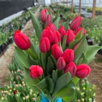Принимаем заказы на тюльпаны оптом к 8 марта на 2026г, в г.Бишкек