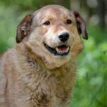 Отдам даром Деби - молчаливый спутник людей, в Санкт-Петербурге