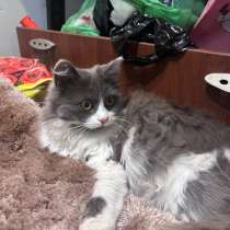 Отдаем котенка бесплатно, в Саратове