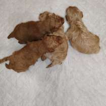 Мальтипу щенки, в Москве