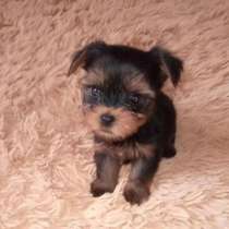 Йоркширский терьер, в Уссурийске