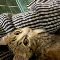 Ставрополь, котики в добрые руки, в Ставрополе